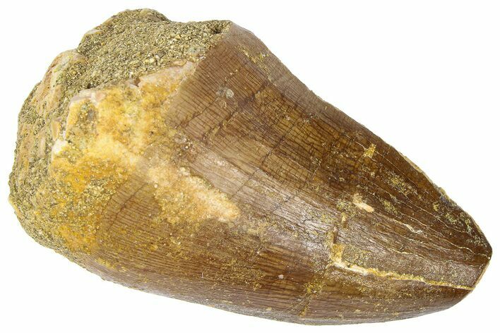 Fossil Mosasaur (Thalassotitan) Tooth - Feeding Worn Tip #364162